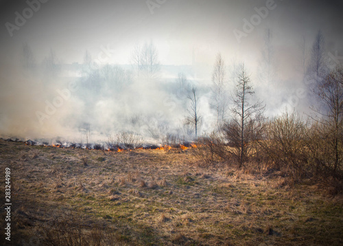 Dry scorched grass burns in the forest, fire, natural