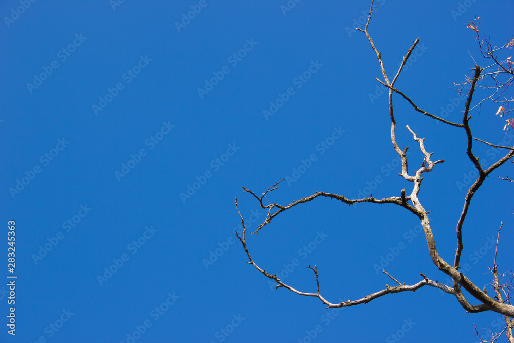Dry branches without leaves against the blue sky Dry branches without leaves against the blue sky
