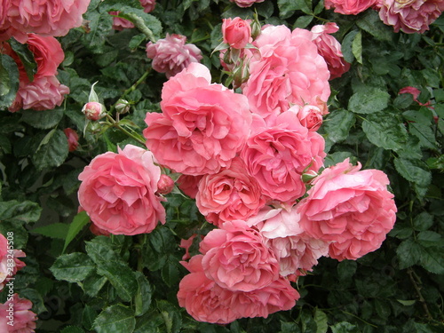Fotografia przedstawiająca różowe róże na zielonym tle.