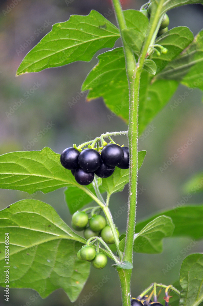 In nature grows nightshade (Solanum nigrum) In nature grows nightshade (Solanum nigrum)