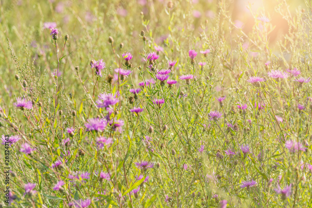 Violet flowers on the meadow at sunset time.