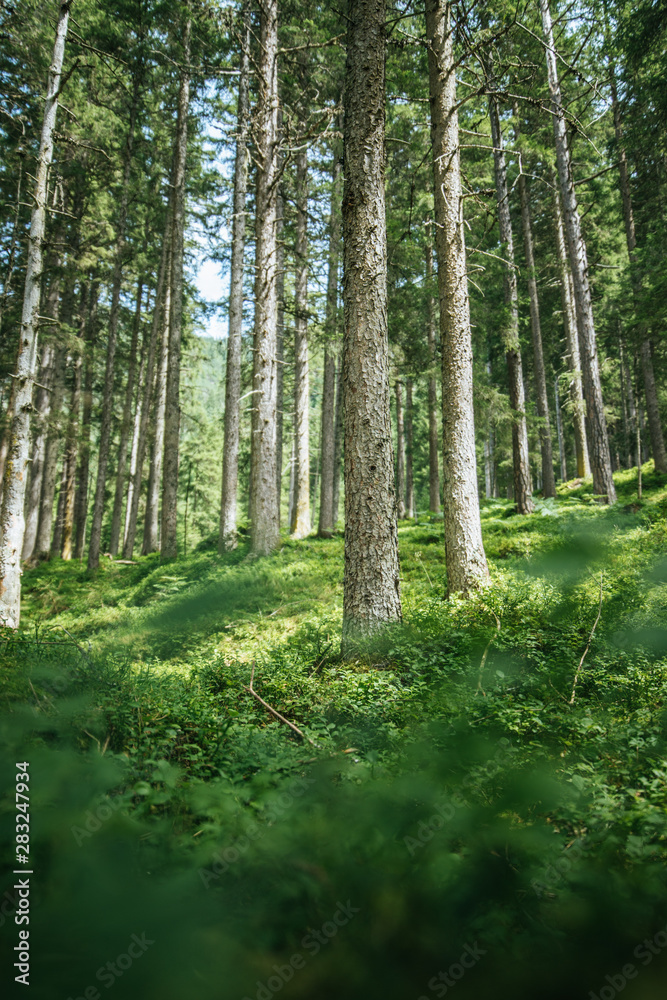 Impressive spruce trees in the forest: Relaxation, spirituality and wood therapy Impressive spruce trees in the forest: Relaxation, spirituality and wood therapy