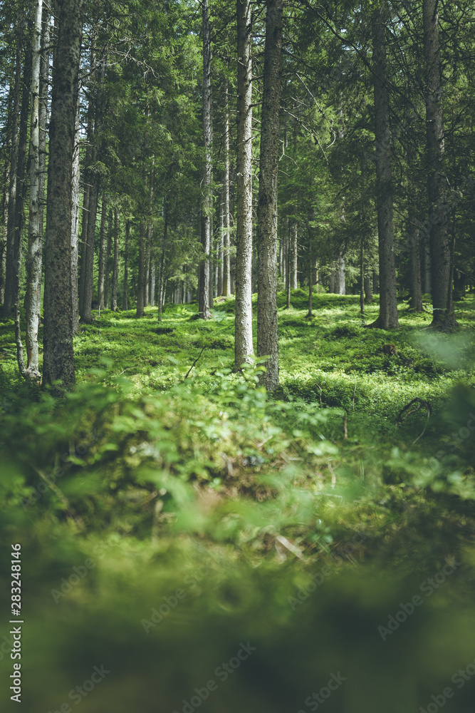 Impressive spruce trees in the forest: Relaxation, spirituality and wood therapy Impressive spruce trees in the forest: Relaxation, spirituality and wood therapy