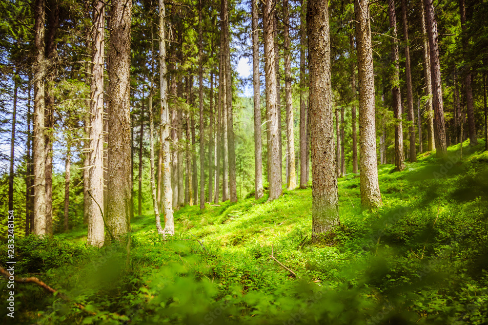 Fototapeta premium Impressive spruce trees in the forest: Relaxation, spirituality and wood therapy