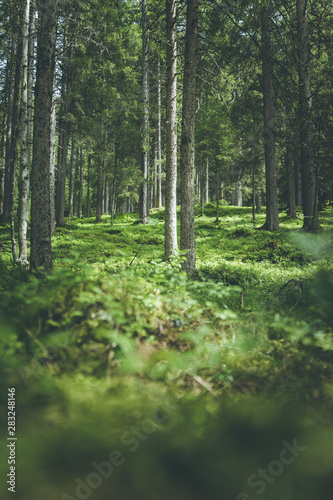 Impressive spruce trees in the forest  Relaxation  spirituality and wood therapy