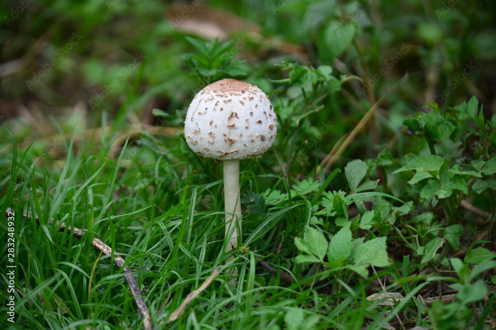 mushroom in forest mushroom in forest