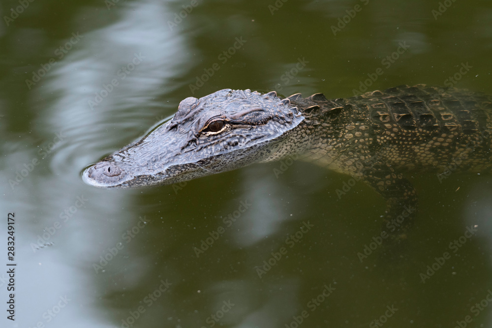 Alligator Alligator