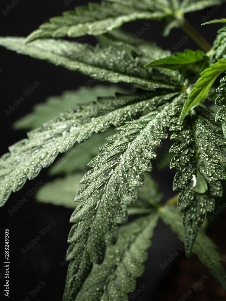 Young hemp plant. Green wet leaves. CLOSE-UP Young hemp plant. Green wet leaves. CLOSE-UP