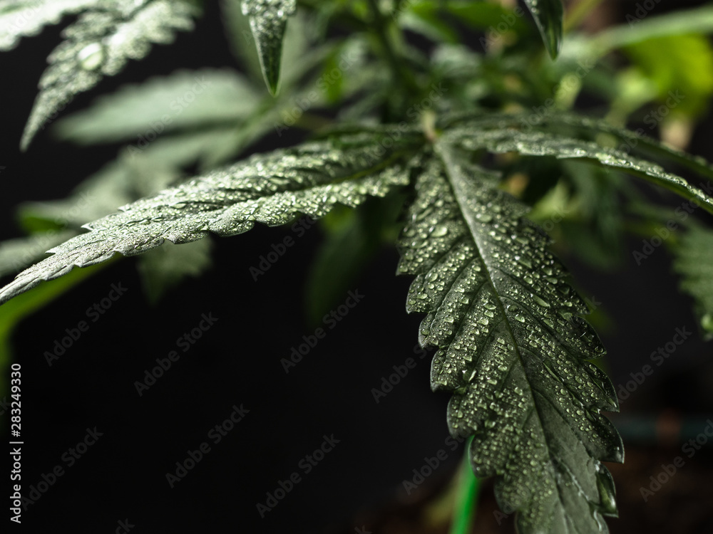 Young hemp plant. Green wet leaves. CLOSE-UP Young hemp plant. Green wet leaves. CLOSE-UP