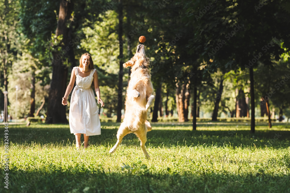 Obraz premium full length view of beautiful young girl in white dress looking at jumping golden retriever on meadow