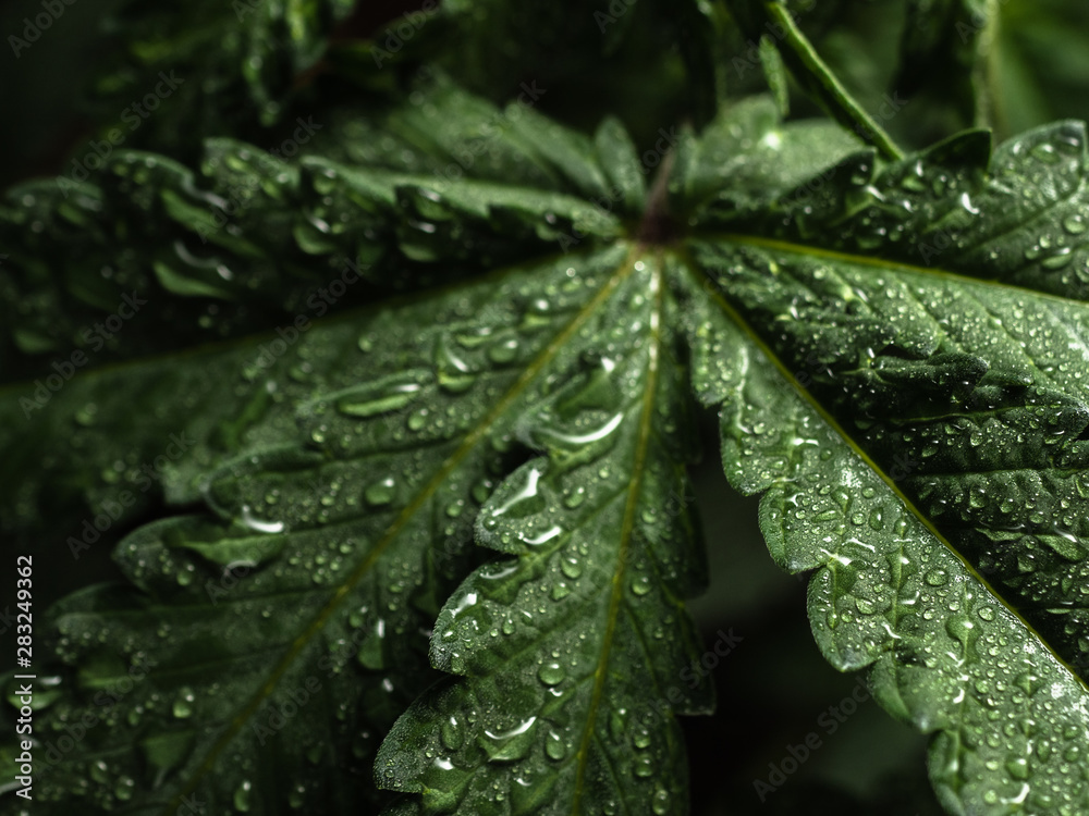 Young hemp plant. Green wet leaves. CLOSE-UP Young hemp plant. Green wet leaves. CLOSE-UP