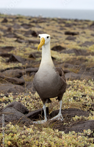 Albatross bird taken on Galapagos islands photo