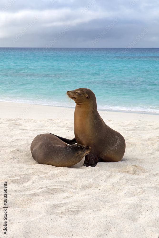 Fototapeta premium Sea lions on the beach, Galapagos Ecuador