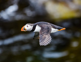Atlantic Puffin in Flight against a Cliff