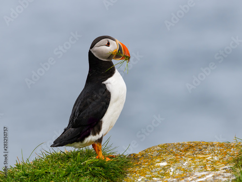 Atlantic Puffin Standing on Cliff's Rock with Green Grass against Blue Sea Water Background, Portrait © FotoRequest