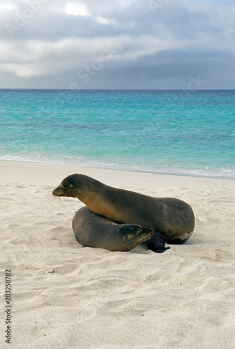 Sea lions on the beach  Galapagos Ecuador