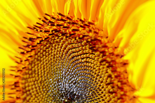 Sonnenblume in Nahaufnahme