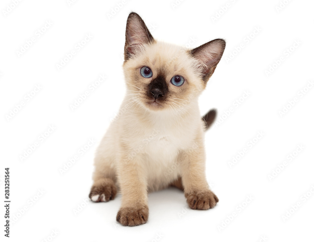 Small Siamese kitten