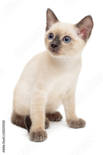 Small Siamese kitten © Okssi