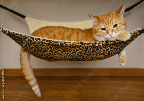 Red cat sleeping in hammock © Okssi