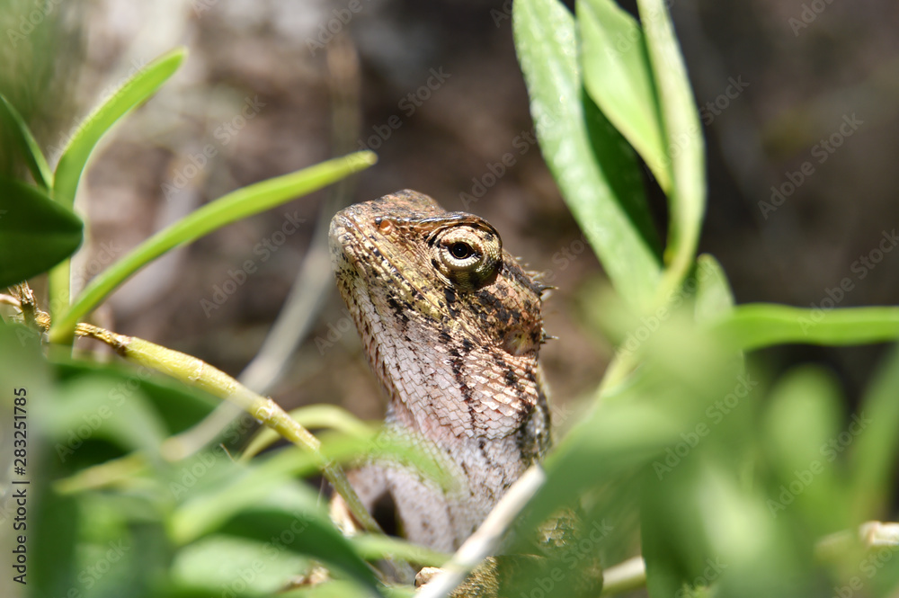 Lizard include quadrupeds with long fingers