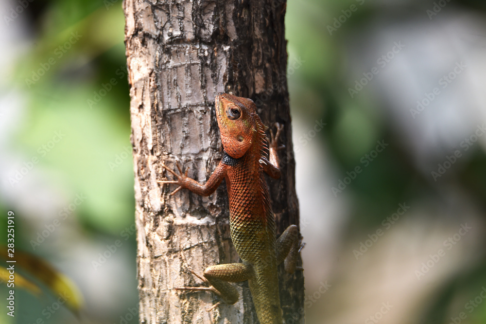 Lizard include quadrupeds with long fingers Lizard include quadrupeds with long fingers