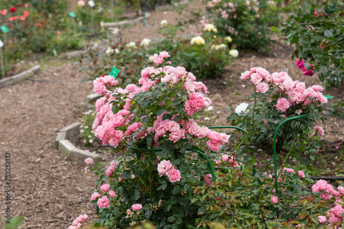Fototapeta Naklejka Na Ścianę i Meble -  Rose bushes in a botanical garden. Natural