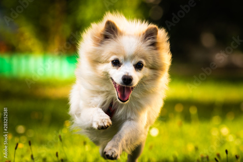 Pomeranian dog german spitz klein running towards camera.