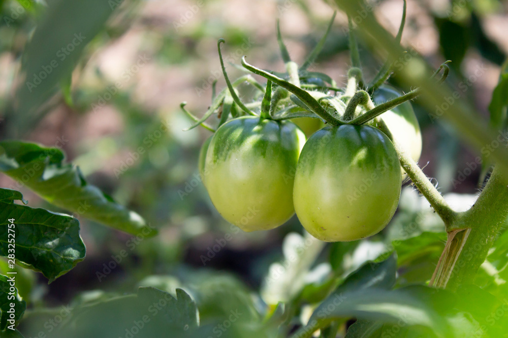 green tomatoes in garden. summer season