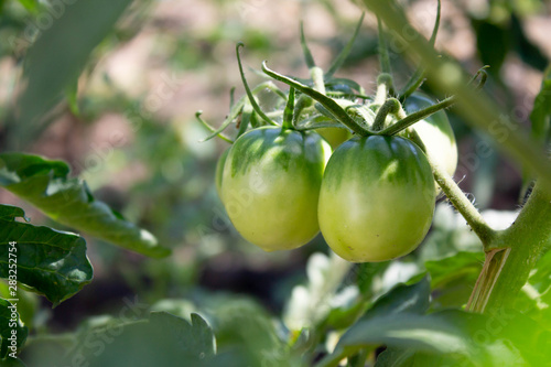 green tomatoes in garden. summer season