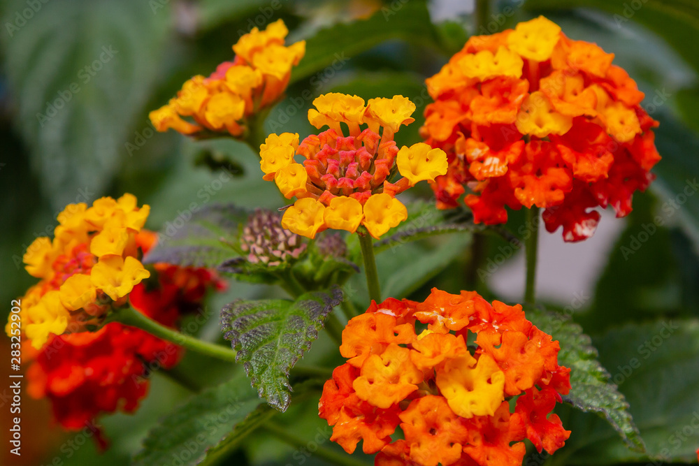 A beautiful flowers of a tropical plant lantana camara. Bright summer floral background. Blossom Lantana camara. A beautiful flowers of a tropical plant lantana camara. Bright summer floral background. Blossom Lantana camara.
