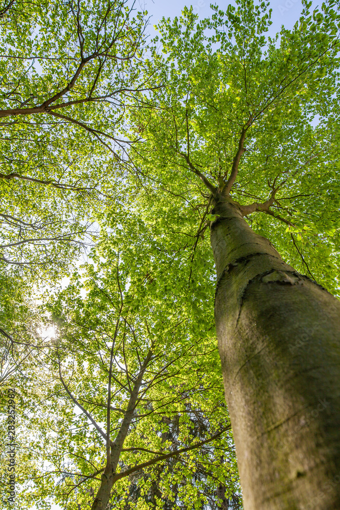 Obraz premium Blick in eine Baumkrone von unten nach oben
