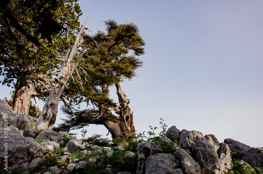 Landscape of the forest in highlands in Turkey Landscape of the forest in highlands in Turkey
