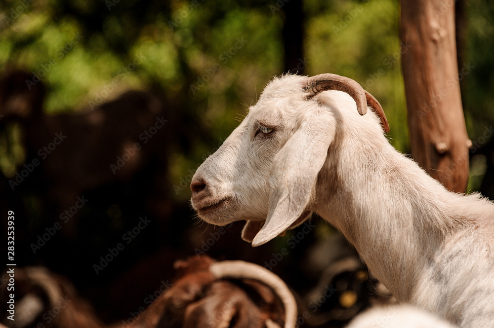 Portrait of a white goat with small horns outdoors