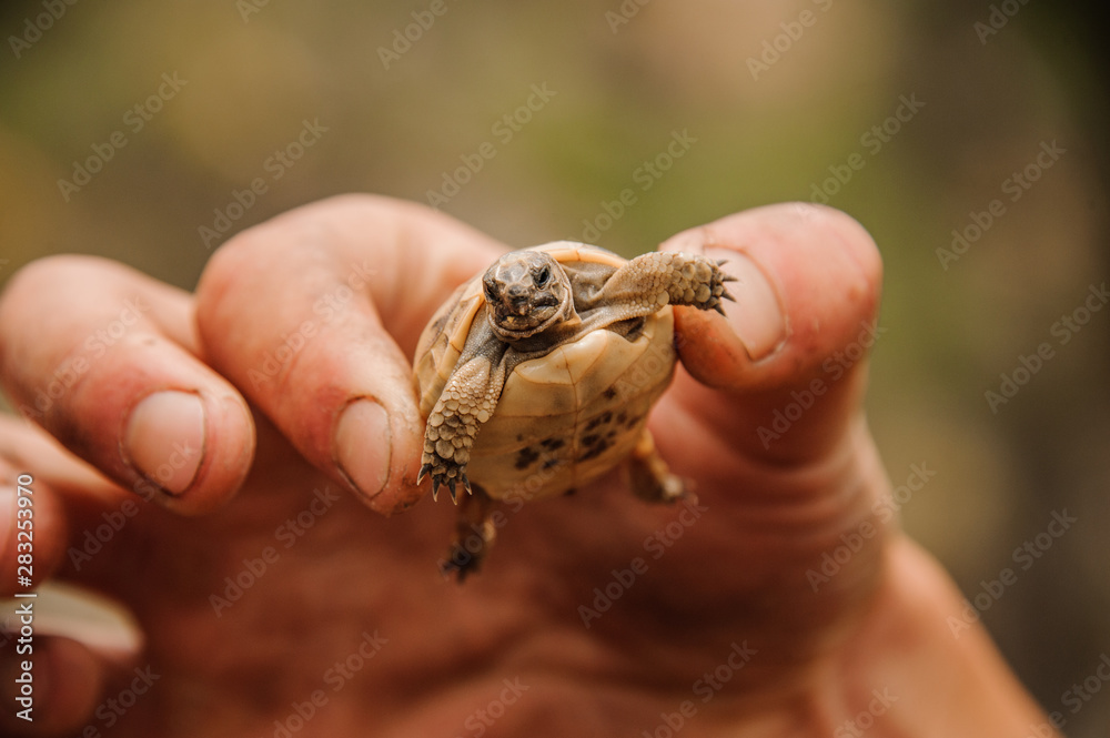 Small turtle in a hand of human
