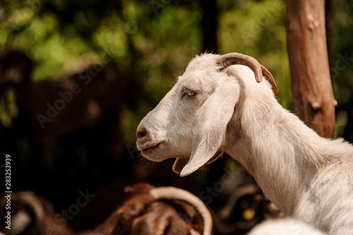 Portrait of a white goat with small horns outdoors