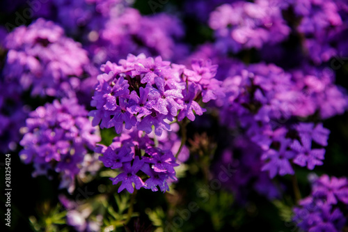 Close-up of the bush with purple flowers