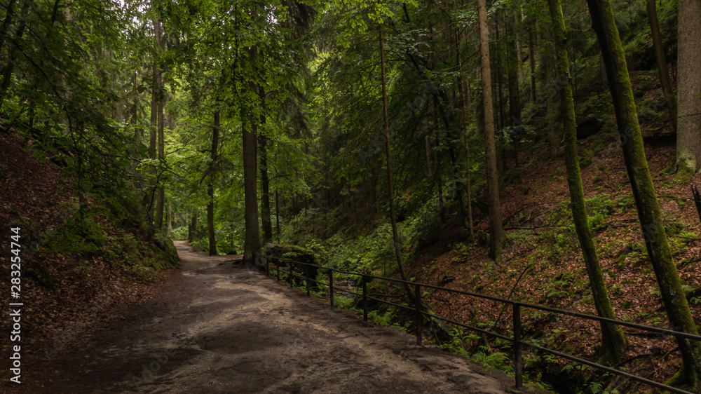 Fototapeta premium path in the forest
