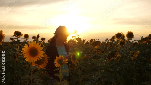 female agronomist is studying flowering of sunflower. farmer girl working with a tablet in a sunflower field in sunset light. businesswoman in field plan their income. farming concept