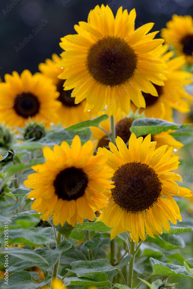 Fototapeta premium Sonnenblumen