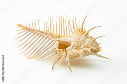Photos Sea Shell Murex pecten on white background