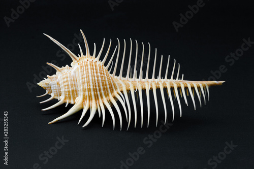 Sea Shell Murex pecten on black background