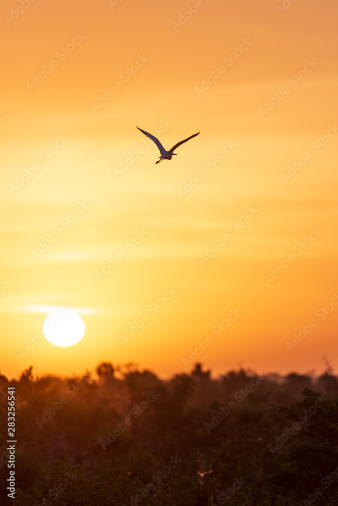 A bird in silhouette at sunrise in the Ten Thousand Lakes of the Florida Everglades