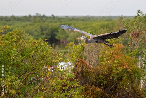 A great blue heron (Ardea herodias) flies low over the Ten Thousand Lakes of the Florida Everglades