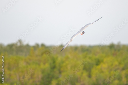 Black skimmer (Rynchops niger) spreads its wings in the Ten Thousand Lakes of the Florida Everglades