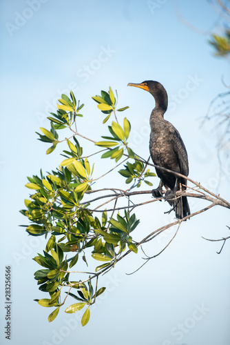 Great cormorant (Phalacrocorax carbo) perches on a tree in the Ten Thousand Islands region of the Florida Everglades