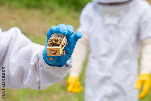 Worker bees surround a queen bee in a box for a newly delivered apiary box