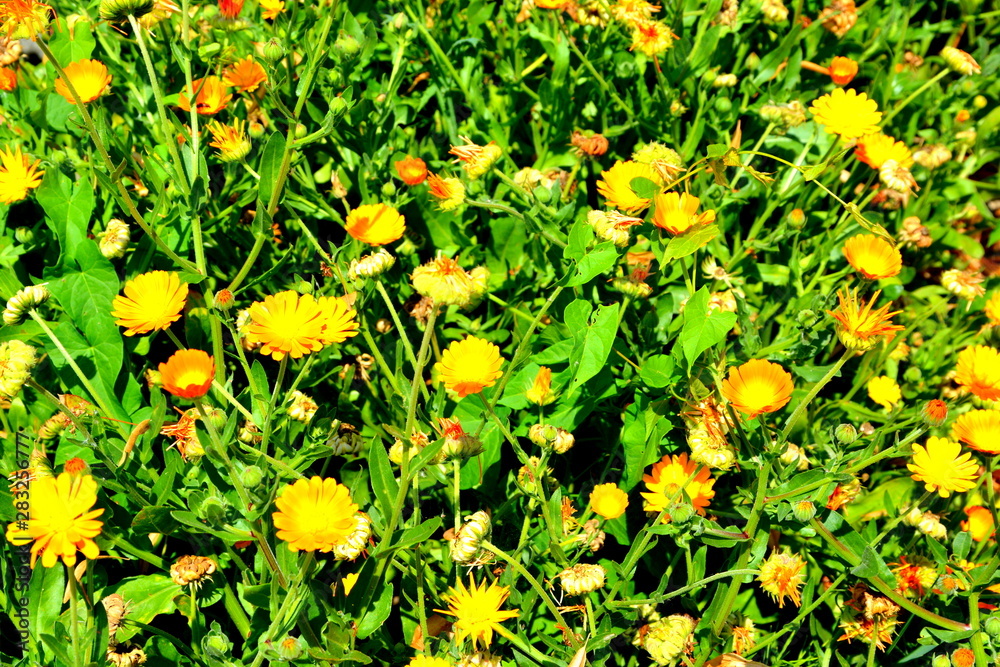 Nice flowers in the garden in midsummer, in a sunny day. Green landscape
