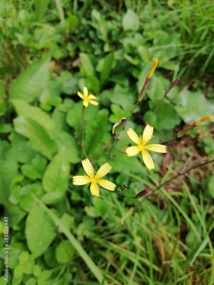yellow flowers in the garden yellow flowers in the garden
