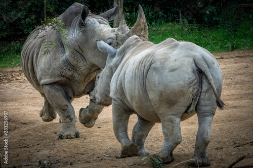 Two rhinos charging each other - a large male and a young juvenile male. 